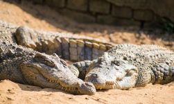 Crocodili versus aligatori