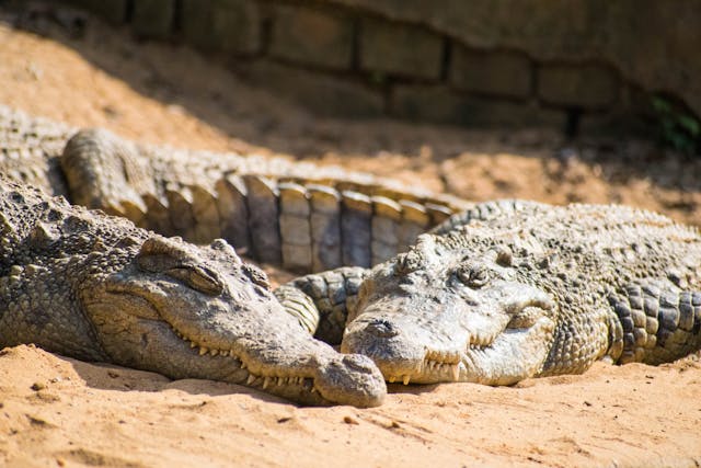 Crocodili versus aligatori